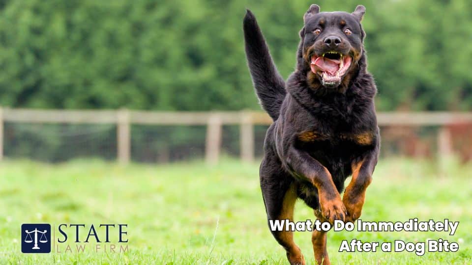 What to Do Immediately After a Dog Bite