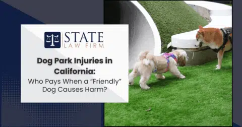 Two dogs standing together in a park